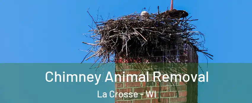 Chimney Animal Removal La Crosse - WI