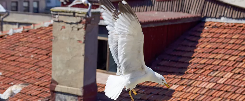 Residential Chimney Animal Removal Solution in La Crosse, WI