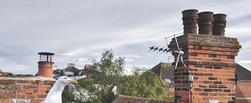 Chimney Cleaning And Restoration in La Crosse, Wisconsin